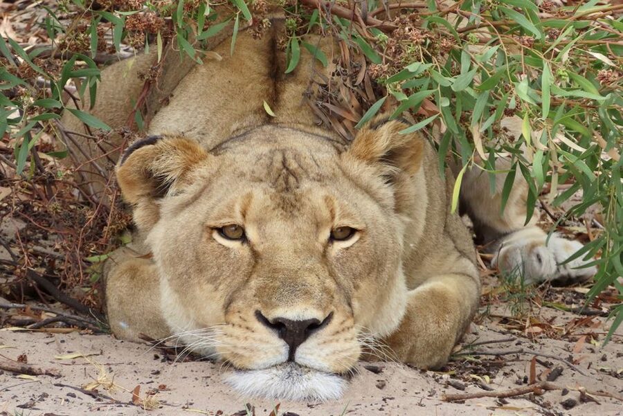 From Cape Town: Wildlife Safari, Olive, Beer & Wine Tasting - How to make wildlife viewing easier (and more fun)