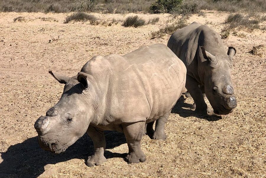 From Cape Town: Wildlife Safari, Olive, Beer & Wine Tasting - Buffelsfontein game drive: rhinos, giraffes, zebra, and lions with context