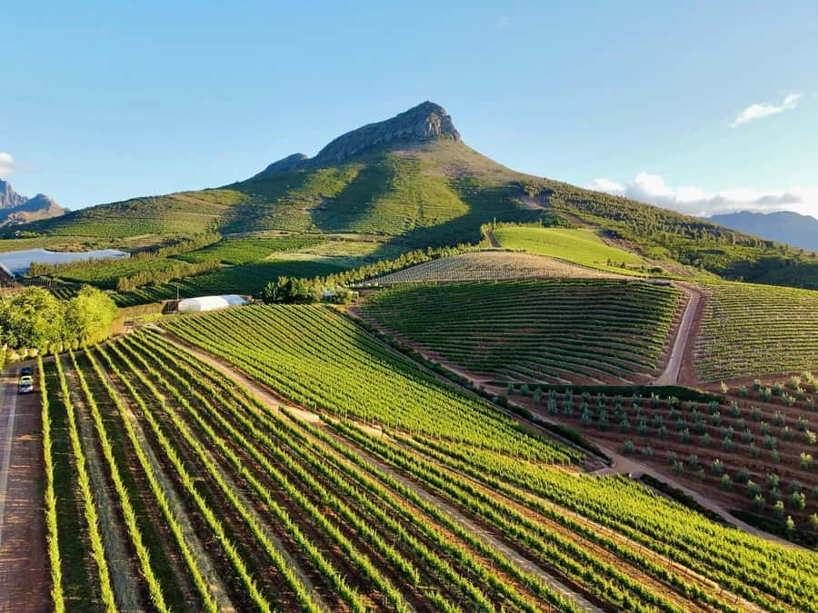 From Cape Town: Winelands Full Day Tour and Wine Tasting - Key highlights worth your attention