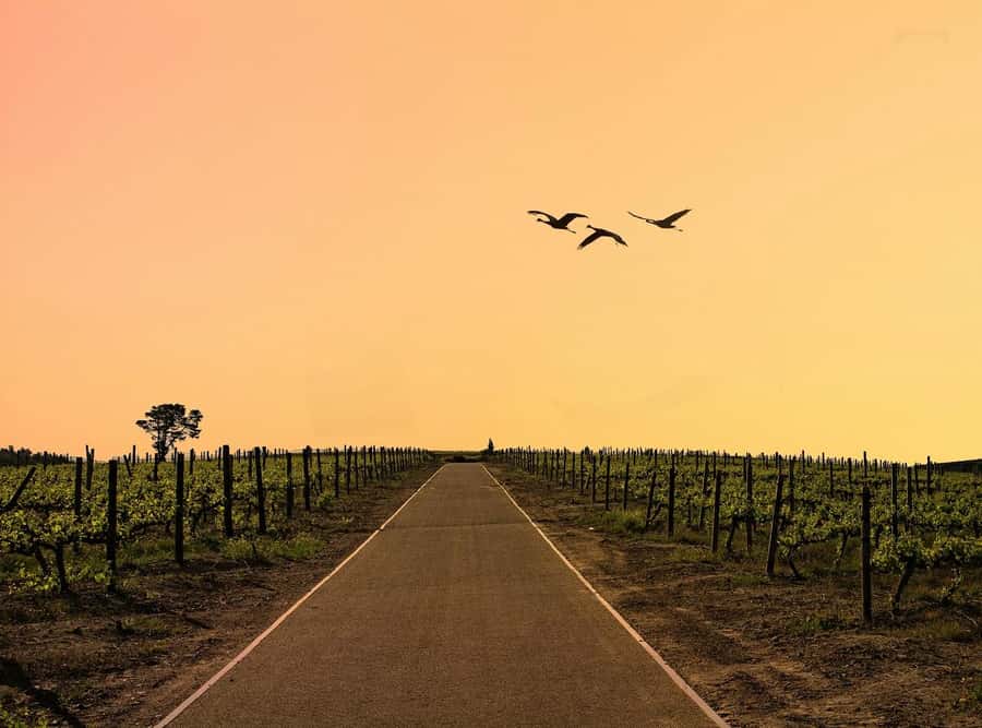 From Cape Town: Winelands Full Day Tour and Wine Tasting - Getting from Cape Town to the Winelands, and why the scenery changes fast