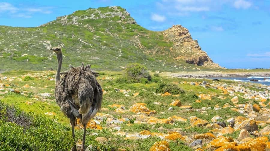 From CapeTown:Full Day Tour to Cape of Good Hope&Cape Point - The Peninsula Route, From Colorful Streets to the Edge of Africa