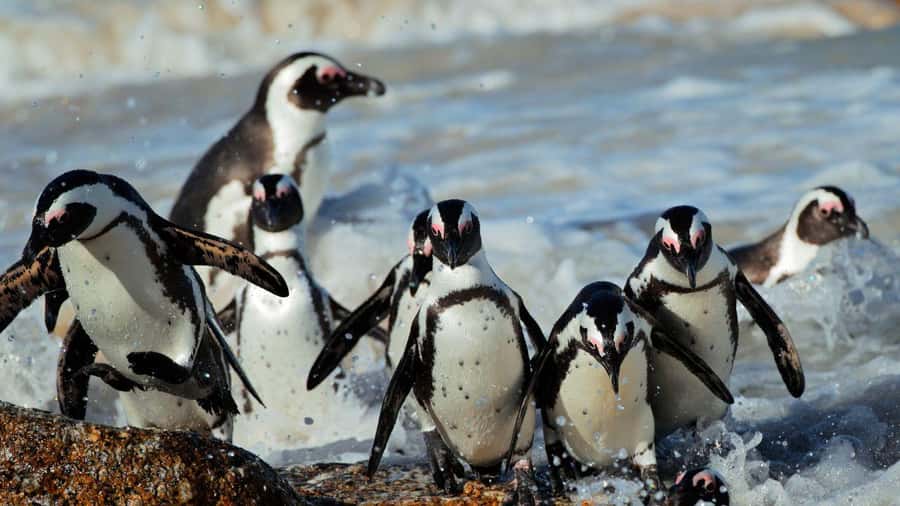 From CapeTown:Full Day Tour to Cape of Good Hope&Cape Point - Hout Bay Stop and the Optional Duiker Island Seal Boat