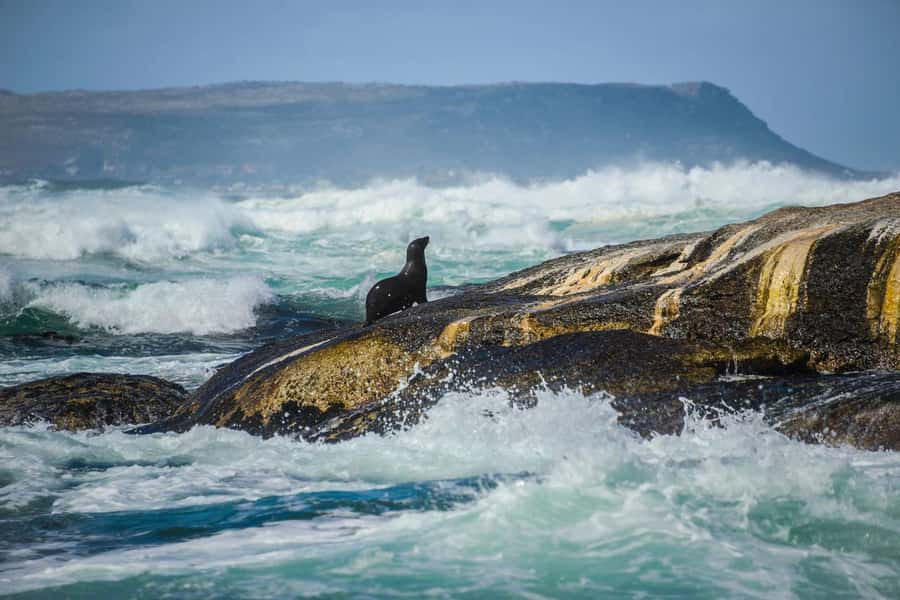 From CapeTown:Full Day Tour to Cape of Good Hope&Cape Point - Ostrich Farm and the Quick, Silly Break You Might Appreciate