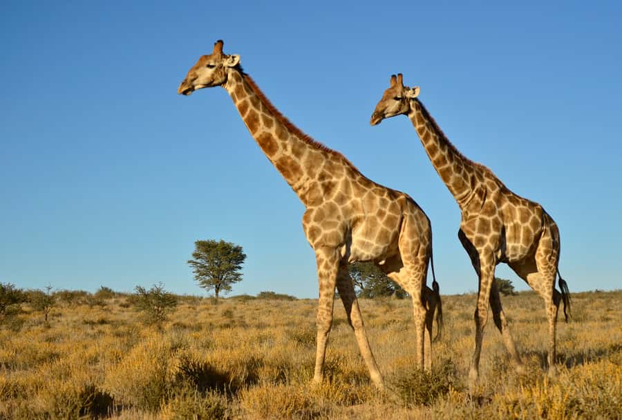 From Durban: Half-Day Safari Tour - How a Durban half-day safari stays worth your time