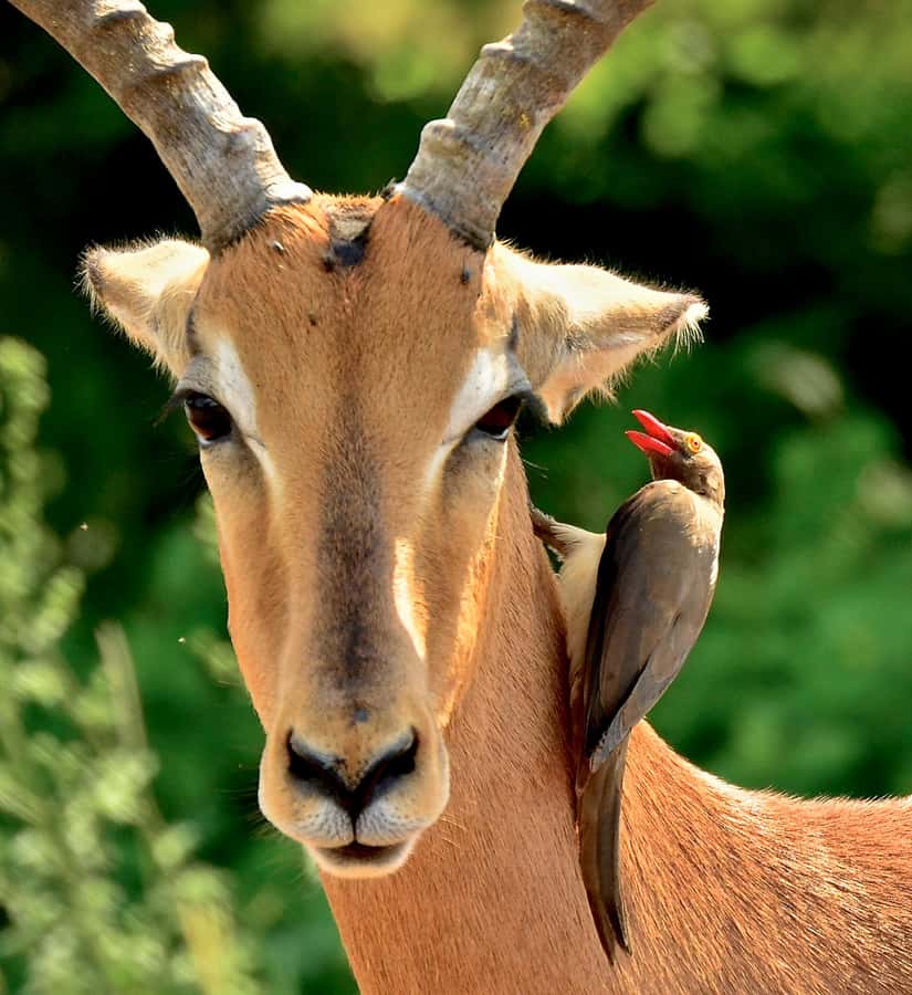 From Durban: Half-Day Safari Tour - The human factor: guides who connect wildlife to place