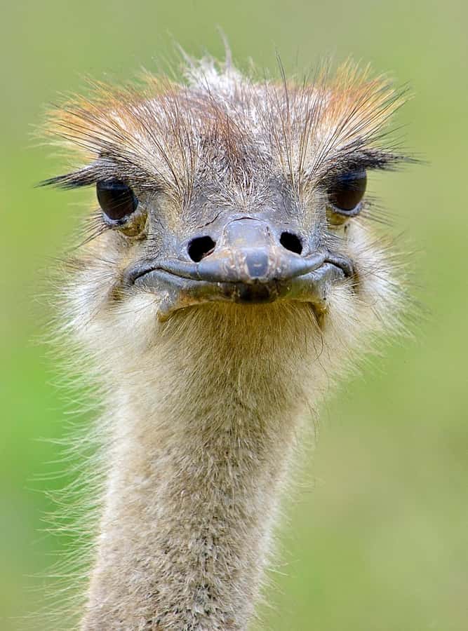 From Durban: Half-Day Safari Tour - FAQ
