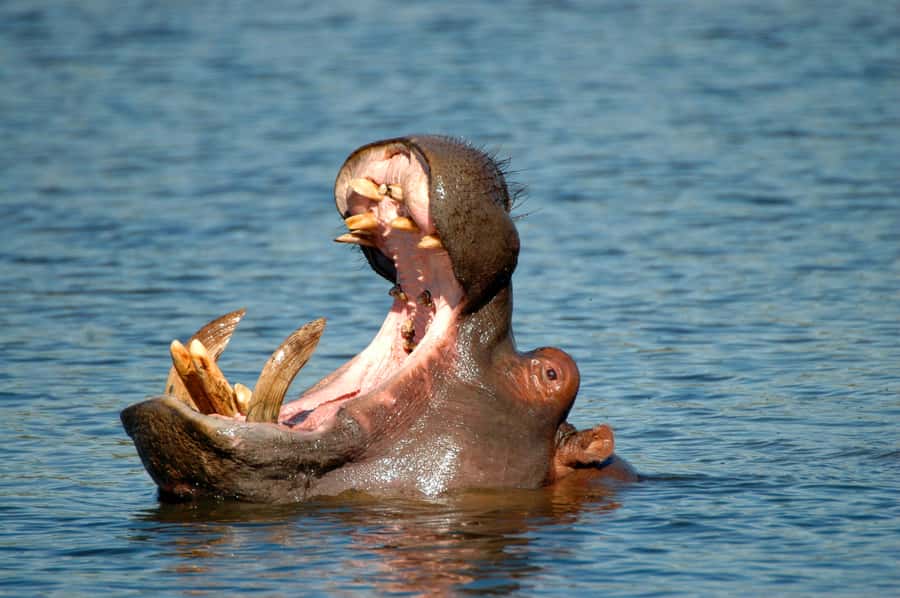 From Durban: Half-Day Safari Tour - Tala Game Reserve: a 3,000-hectare rhino sanctuary with bird power