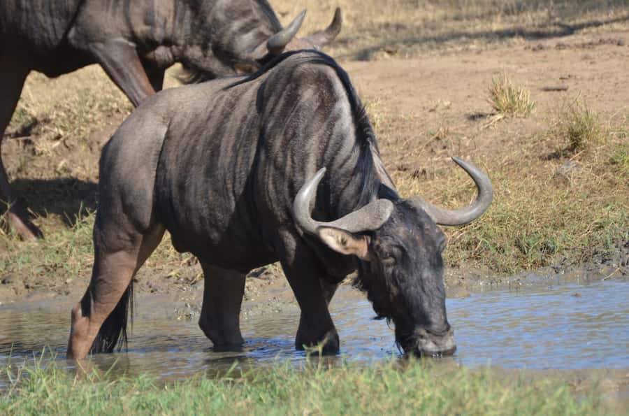 From Durban: Hluhluwe Imfolozi Game Reserve Day Trip - Key things that make this day trip work