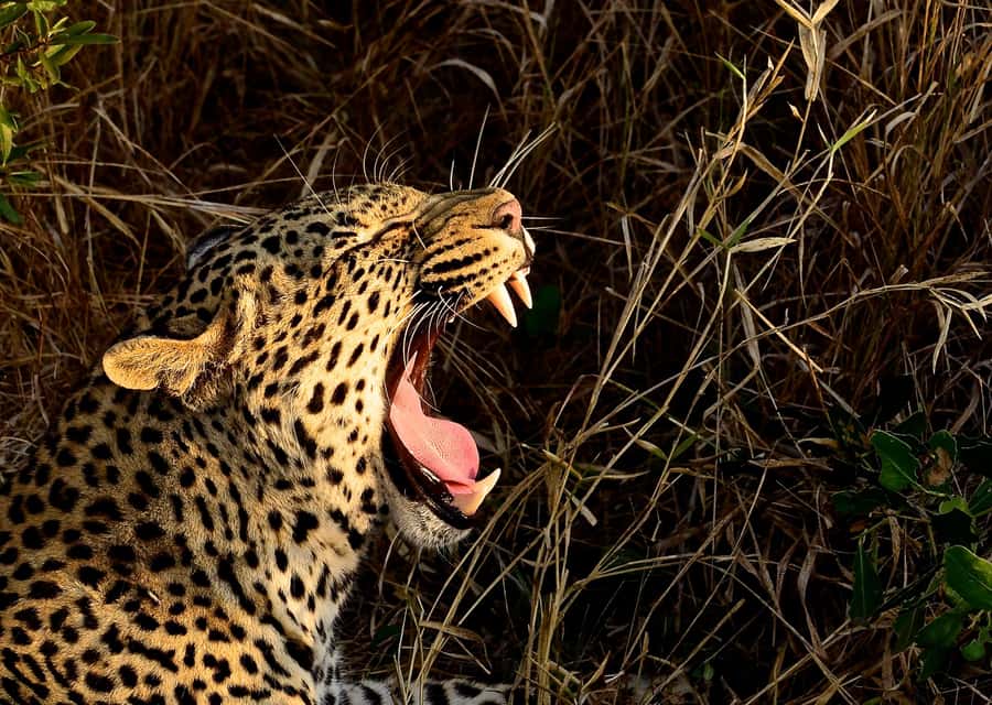 From Durban: Hluhluwe Imfolozi Game Reserve Day Trip - Durban to Zululand in one long day