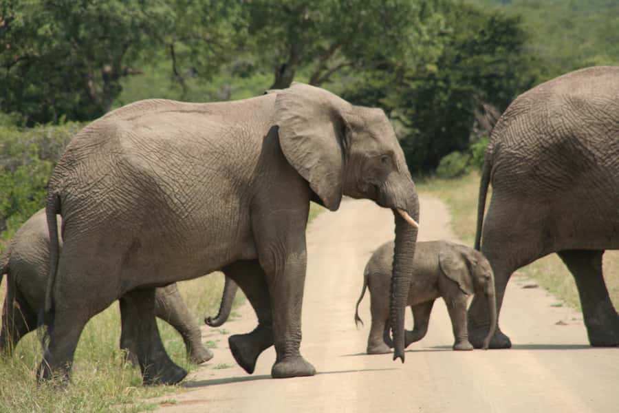 From Durban: Hluhluwe Imfolozi Game Reserve Day Trip - The guide matters more than you think