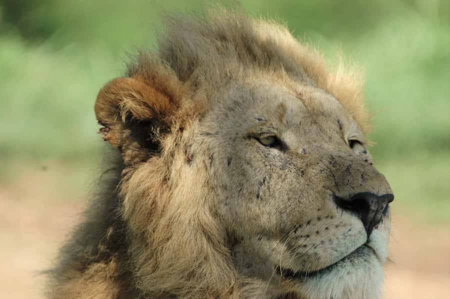 From Durban: Hluhluwe Imfolozi Game Reserve Day Trip - iSimangaliso Wetland Park boat cruise: a change of pace option