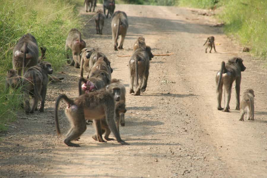 From Durban: Hluhluwe Imfolozi Game Reserve Day Trip - Lunch is on you, so plan like it matters