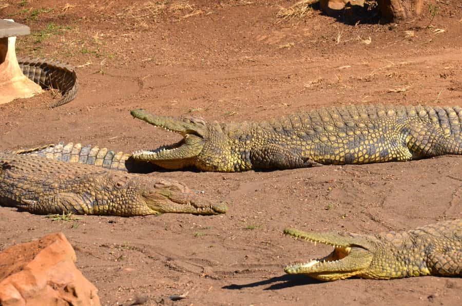From Durban: Safari & PheZulu Village Day Tour - Key highlights worth aiming for