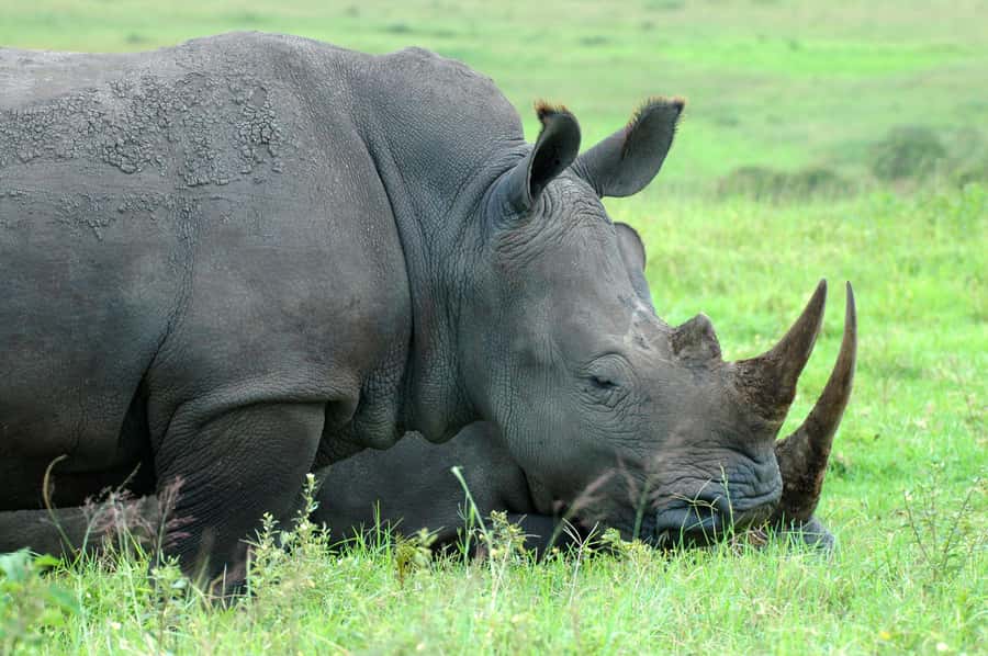 From Durban: Safari & PheZulu Village Day Tour - A 8-Hour Safari and Culture Loop From Durban
