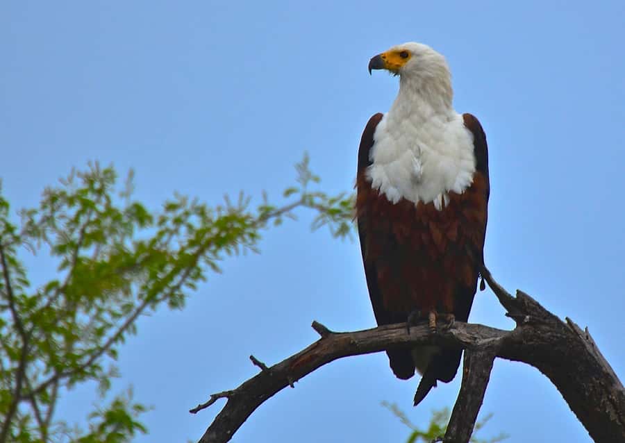 From Durban: Safari & PheZulu Village Day Tour - Who This Day Tour Fits Best