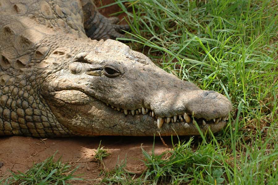 From Durban: Safari & PheZulu Village Day Tour - Tala Private Game Reserve, a Rhino Sanctuary With 370+ Bird Species