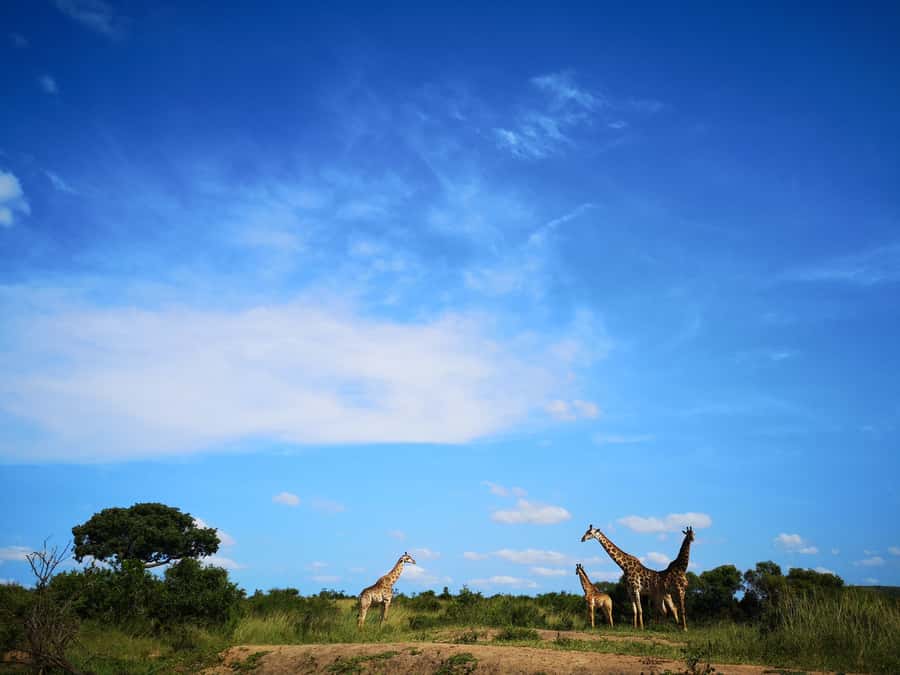 From Durban: Wildlife Lovers Big 5 Safari at 2 Game Reserves - Two reserves, one tight Big Five plan from Durban