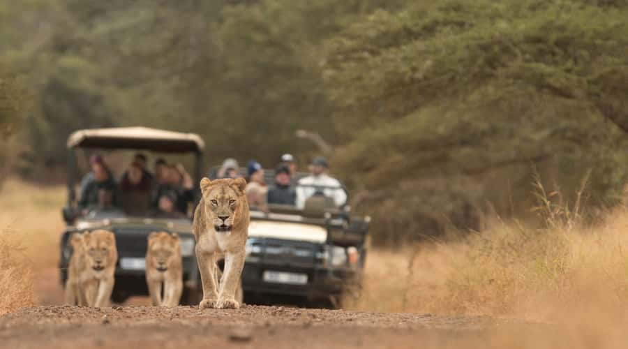 From Durban: Wildlife Lovers Big 5 Safari at 2 Game Reserves - White rhinos at dawn, plus a realistic take on the vehicle