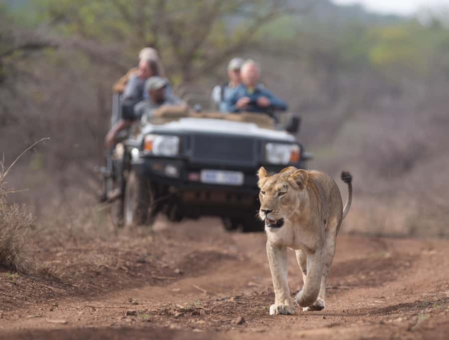 From Durban: Wildlife Lovers Big 5 Safari at 2 Game Reserves - Manyoni in an open safari 4x4 with an expert ranger