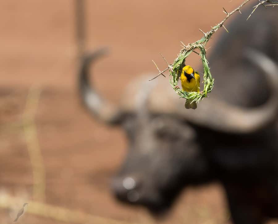 From Durban: Wildlife Lovers Big 5 Safari at 2 Game Reserves - How to spot big cats, rhinos, and elephants without losing focus
