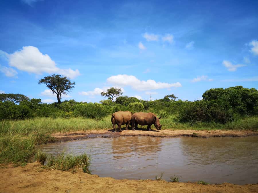 From Durban: Wildlife Lovers Big 5 Safari at 2 Game Reserves - What you pay for at about $246, and where value shows up
