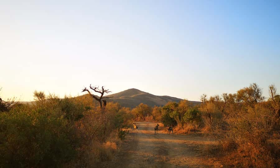 From Durban: Wildlife Lovers Big 5 Safari at 2 Game Reserves - Group size and who this safari suits best