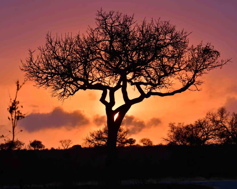 From Hazy View: Full Day Kruger National Park Safari - First Light Safari From Hazyview, Built for Big Five Time