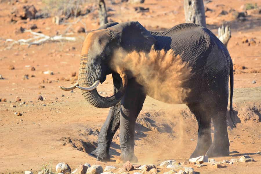 From Hazy View: Full Day Kruger National Park Safari - The Mid-Morning and Late-Morning Game Drive: More Area, More Chances