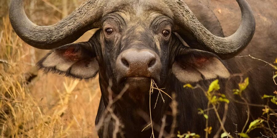 From Hazy View: Full Day Kruger National Park Safari - Skukuza Camp Lunch by the Sabie River: A Real Break
