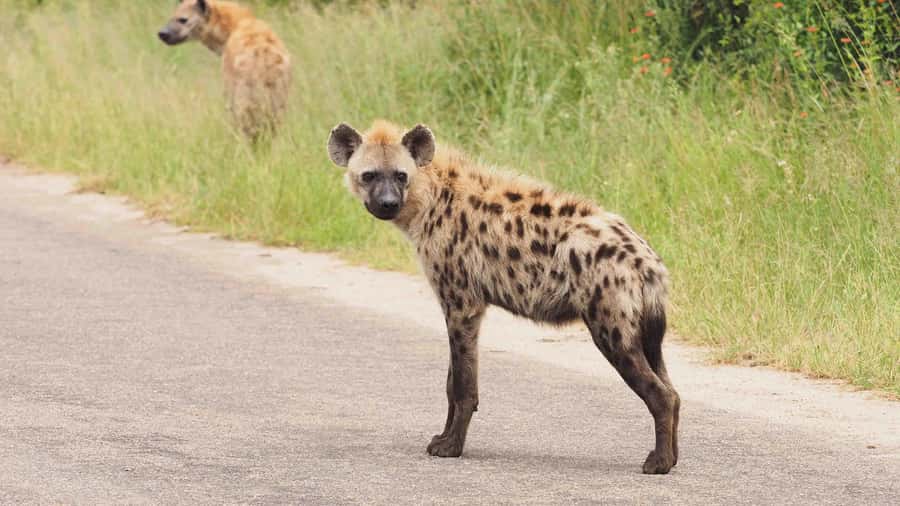 From Hazy View: Full Day Kruger National Park Safari - The Afternoon Drive Ending Around 3:30 pm: Great When It Pops, Slower When It Doesn’t
