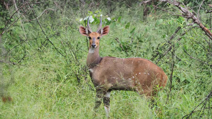 From Hazy View: Full Day Kruger National Park Safari - Price and Logistics: Is About $121 Good Value?