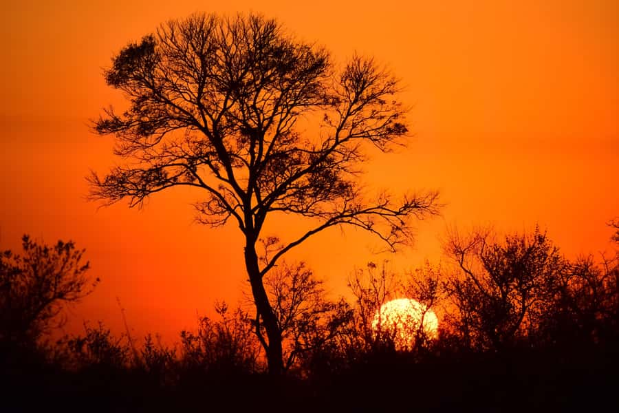From Hazy View: Full Day Kruger National Park Safari - Getting Into Kruger: Forms, Gate Checks, and Ranger Strategy