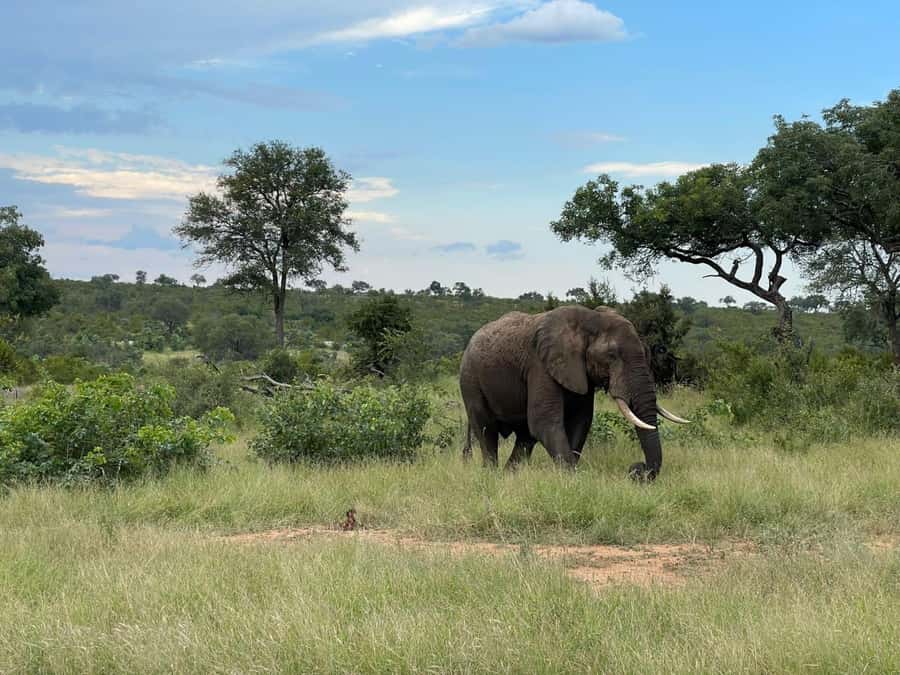 From Hazyview : Big 5 Kruger National Park Day Safari - The morning drive: chasing carnivores, not just driving around