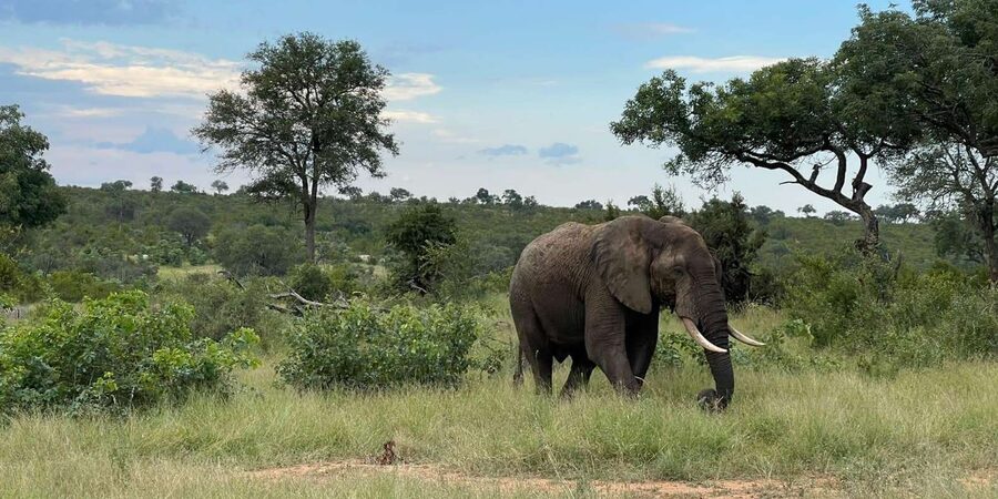 From Hazyview : Big 5 Kruger National Park Day Safari - Midday in Kruger: Small Five energy and constant predator watch