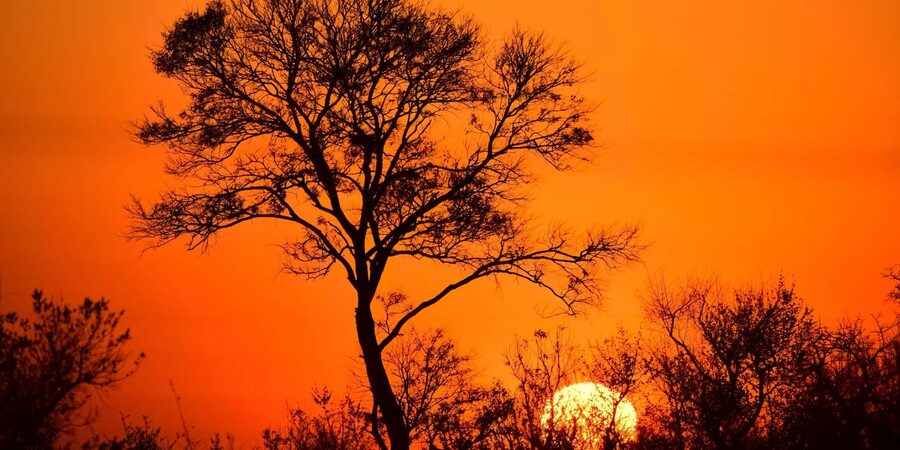 From Hazyview : Big 5 Kruger National Park Day Safari - Rangers and jeep positioning: why the guide’s skills matter