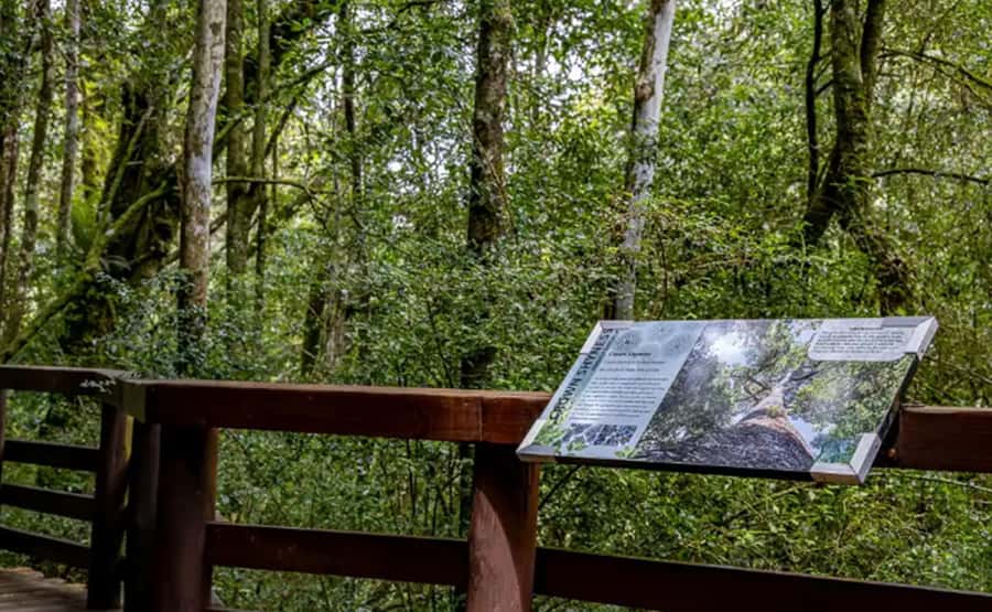 From Hazyview: Full-Day Guided Panorama Tour - God’s Window, the escarpment edge, and the Lowveld drop