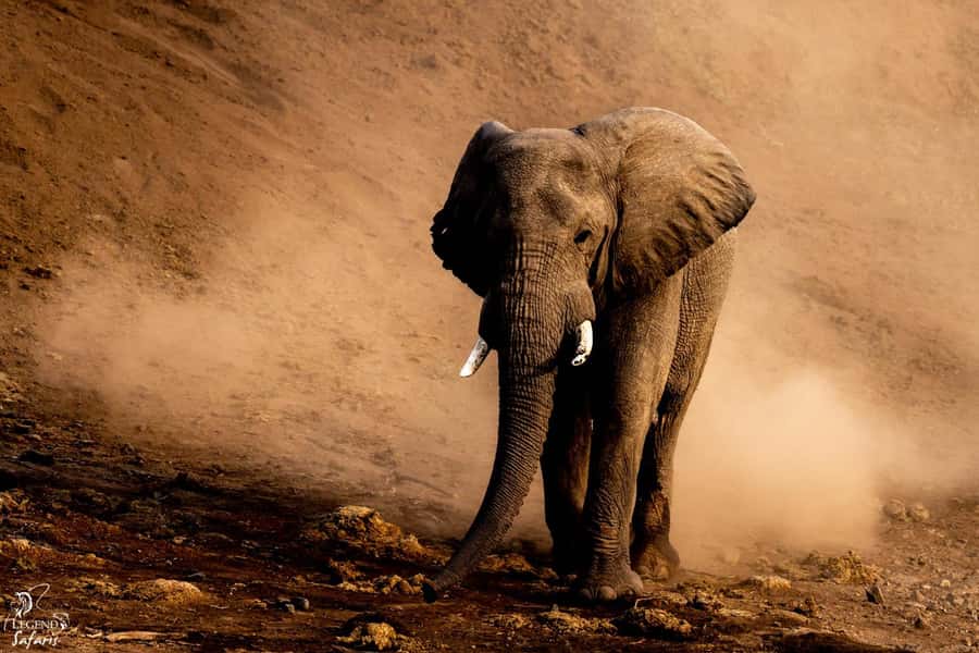 From Hazyview: Kruger National Park Full-Day Safari - Breakfast inside the flow, then back to the bush