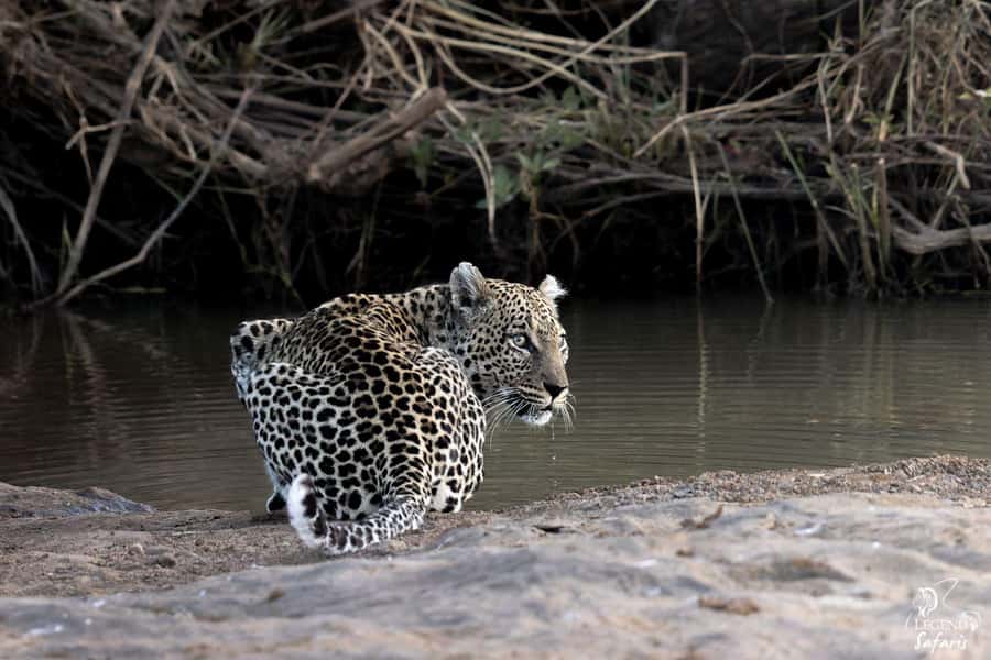 From Hazyview: Kruger National Park Morning Half-Day Safari - Luxury open safari vehicle and why it changes your Kruger morning