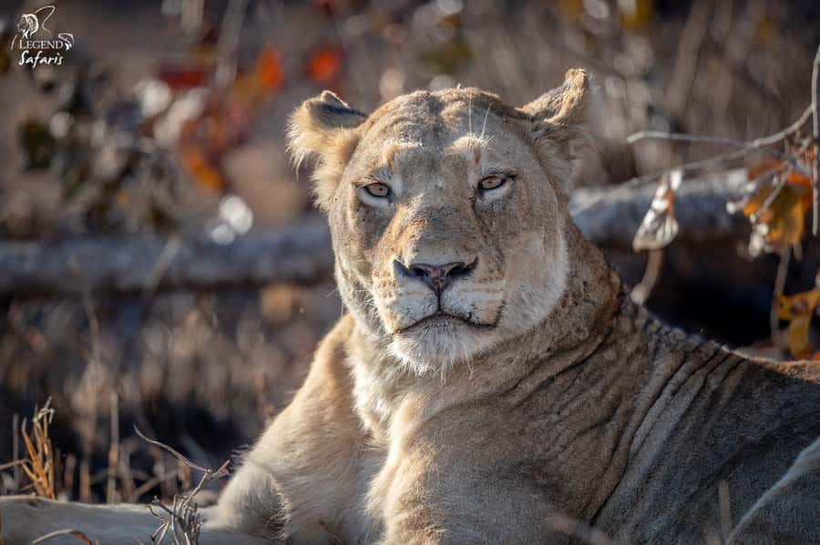 From Hazyview: Kruger National Park Morning Half-Day Safari - Should you book this Kruger morning half-day safari?
