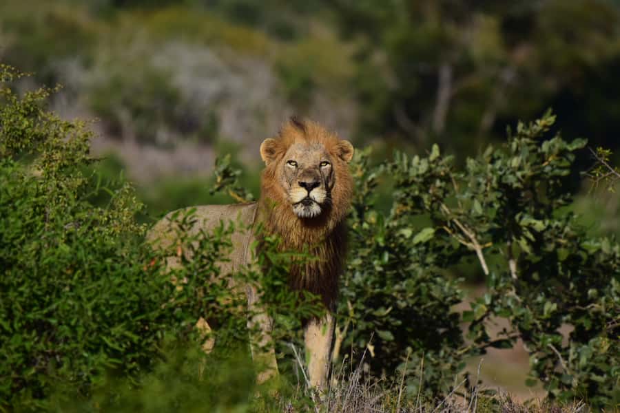 From Hazyview: Private Afternoon Game Drive - Price and real value: what you pay, what you still need to budget