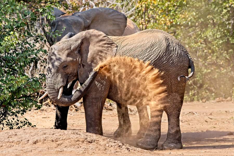 From Hazyview: Private Afternoon Game Drive - Who this private afternoon drive suits best