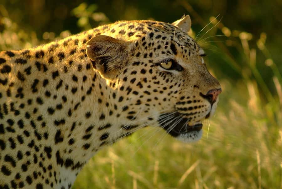 From Hazyview: Private Afternoon Game Drive - Should you book this private afternoon game drive from Hazyview?
