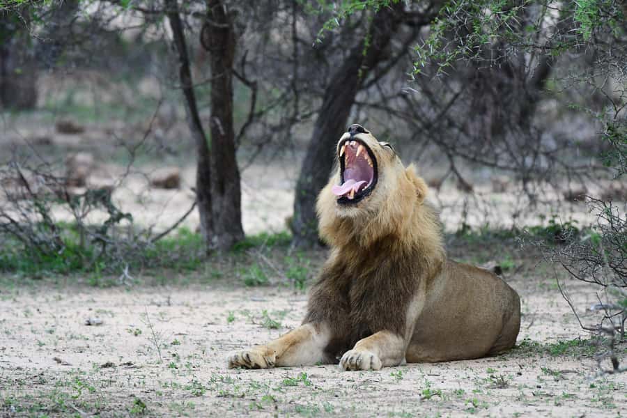 From Hazyview: Private Afternoon Game Drive - Pickup options from Hazyview, Skukuza, Pretoriuskop, and Perrys Bridge