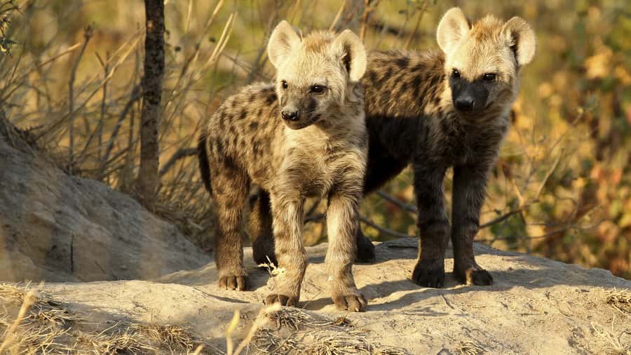 From Hazyview: Private Half-Day Guided Kruger Safari - Key points at a glance