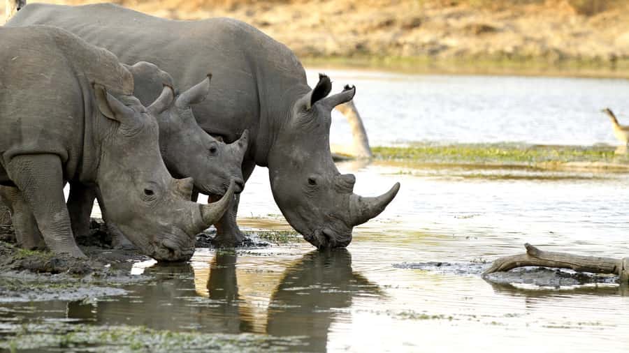 From Hazyview: Private Half-Day Guided Kruger Safari - Private Kruger Half-Day From Hazyview: What You Really Get