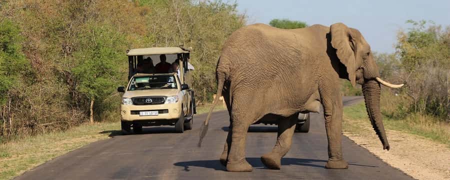 From Hazyview: Private Half-Day Guided Kruger Safari - Big Five Chances in Only Five Hours