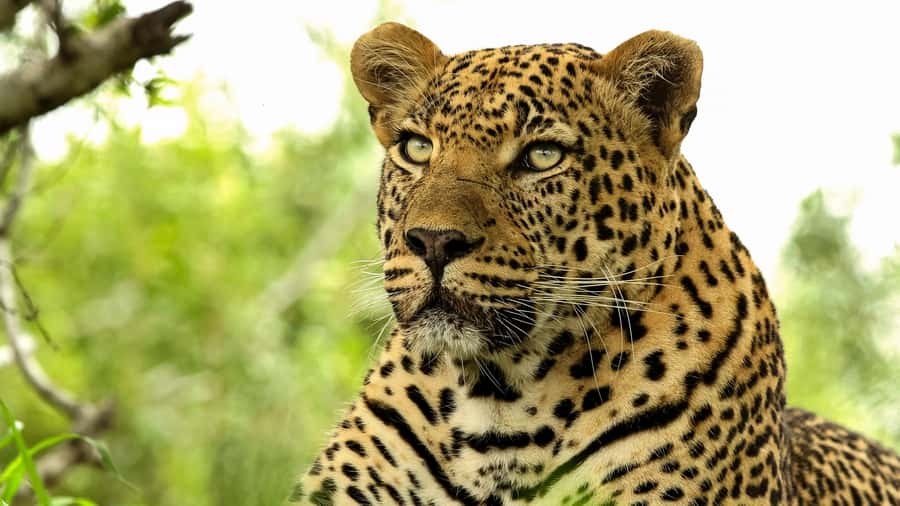 From Hazyview: Private Half-Day Guided Kruger Safari - What to Bring, and What to Leave Behind