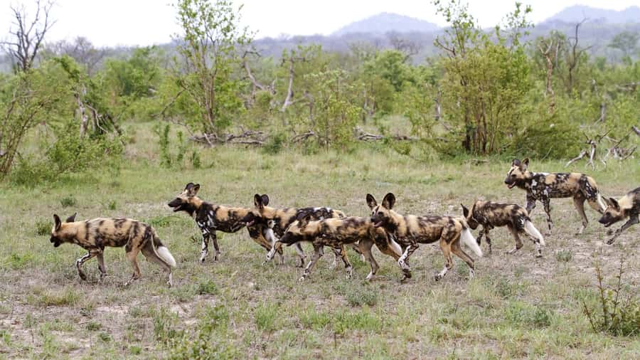 From Hazyview: Private Half-Day Guided Kruger Safari - Who This Safari Fits Best, and Who Should Skip It