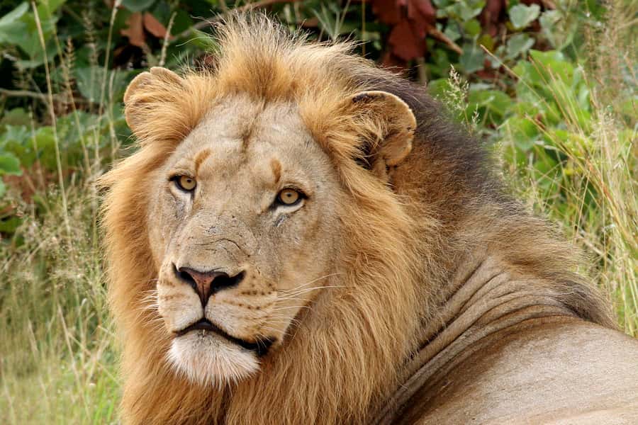 From Hazyview: Private Half-Day Guided Kruger Safari - The Open Safari Vehicle and Pro Guide Setup