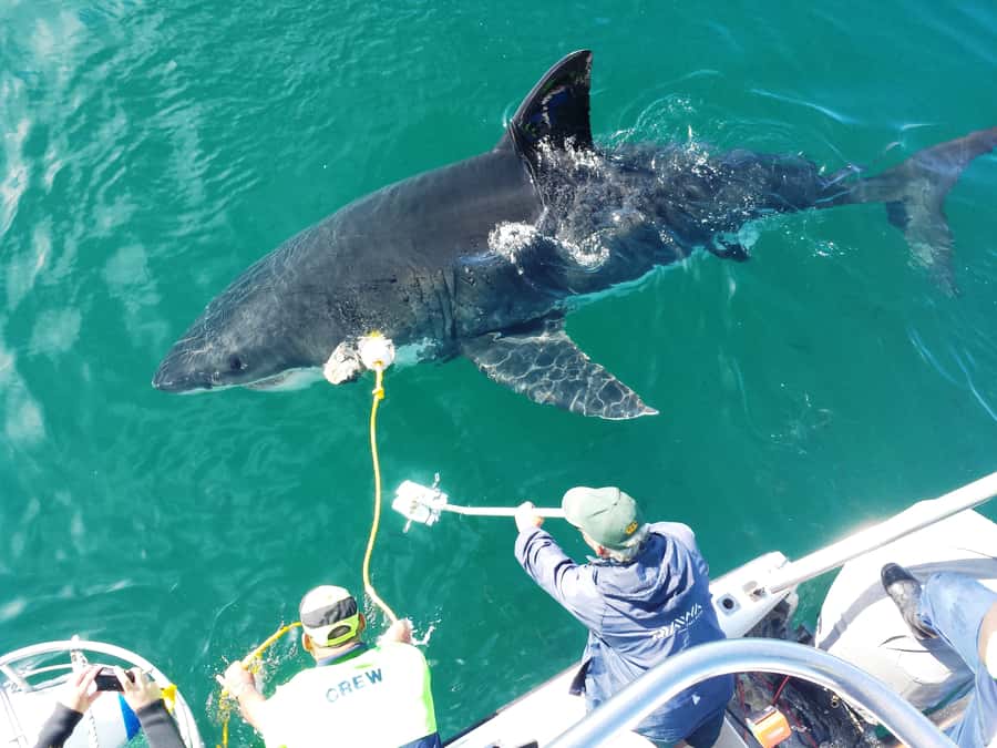 From Hermanus: Cruise with Shark Cage Dive and Lunch - Key Highlights You Should Care About